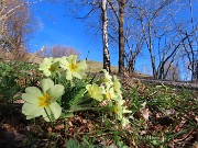 Alla Madonnina del Costone (1195 m) da Salmezza con tanti fiori-25mar24-FOTOGALLERY